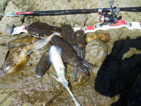 磯でアオリイカのヤエン釣り