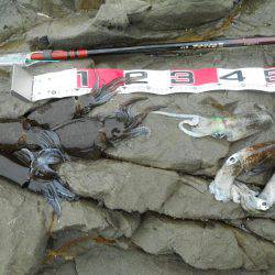 うねりの中、磯でアオリイカのヤエン釣り