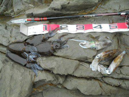 うねりの中、磯でアオリイカのヤエン釣り