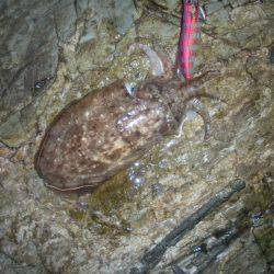 満月の大潮には