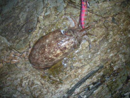 満月の大潮には