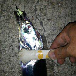 タチウオのイレグイ堪能♪