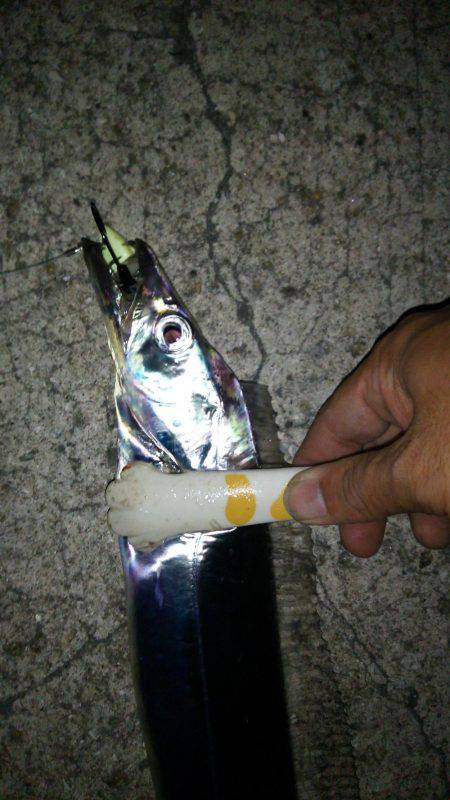 タチウオのイレグイ堪能♪