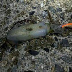 ナイスサイズ23cm680g