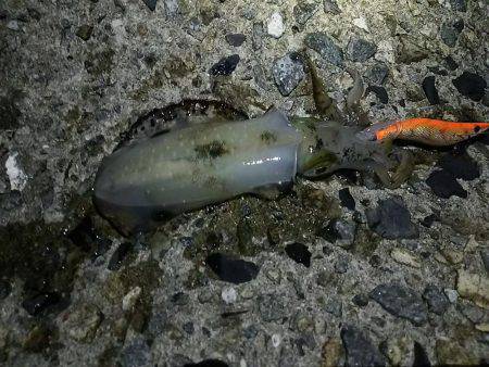 ナイスサイズ23cm680g