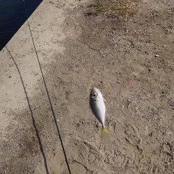 リアルタイム釣果