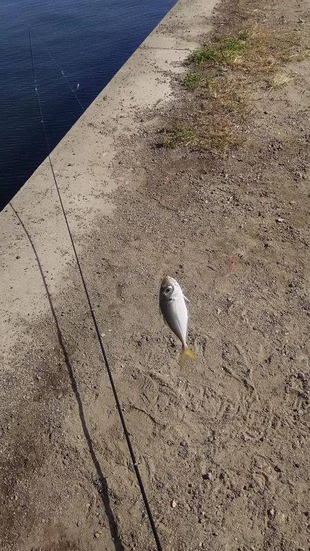 リアルタイム釣果