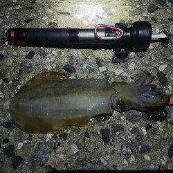 ナイターエギング