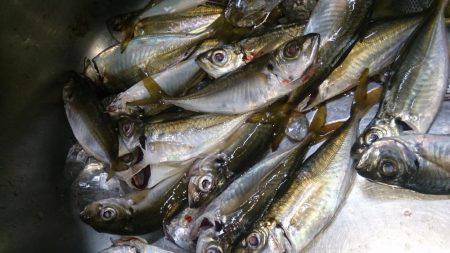 マルアジよりマアジ！