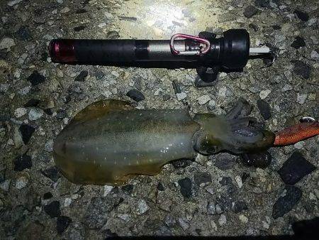 ナイターエギング