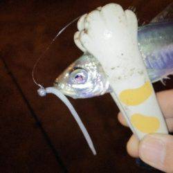 アジングは楽しい!