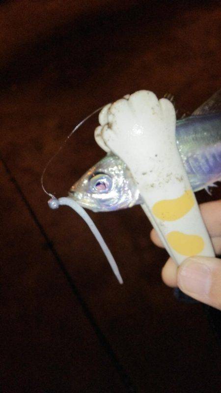 アジングは楽しい!