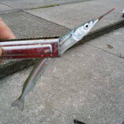 大蔵海岸でアオリイカの新子&サヨリ