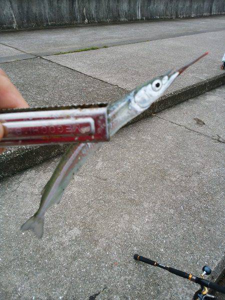 大蔵海岸でアオリイカの新子&サヨリ