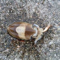 大蔵海岸でエギング