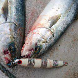 アルバトロスで爆釣❗