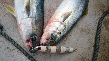 アルバトロスで爆釣❗