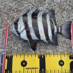 いろいろ釣れる！