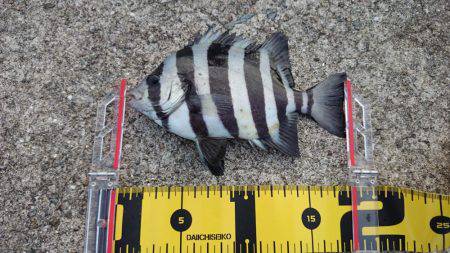 いろいろ釣れる！