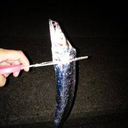 大蔵海岸でタチウオの引き釣り