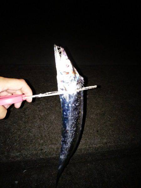 大蔵海岸でタチウオの引き釣り