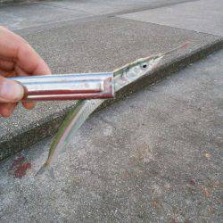 大蔵海岸でアオリイカ&サヨリ