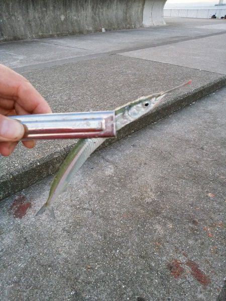 大蔵海岸でアオリイカ&サヨリ