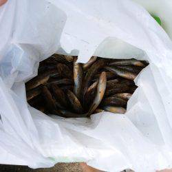 林崎漁港でハゼ釣り