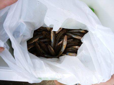 林崎漁港でハゼ釣り