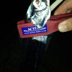 淡路島アオリ解禁日に撃沈(笑)