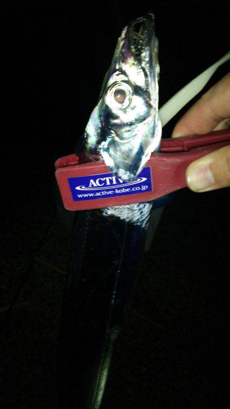 淡路島アオリ解禁日に撃沈(笑)