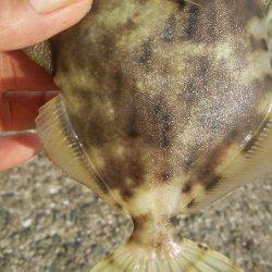 ハギング好調 ウマズラばっかり