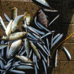 シーサイドコスモ アジ不調