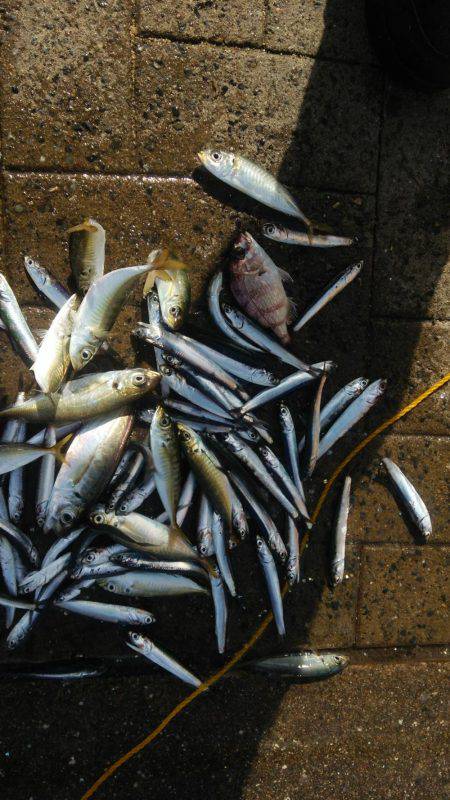 シーサイドコスモ アジ不調