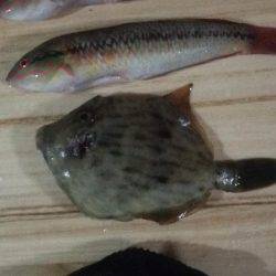 チャリコ多数 海タナゴ20cm超え