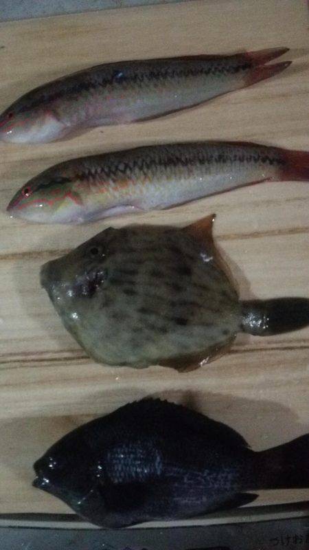 チャリコ多数 海タナゴ20cm超え