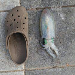 ポケモンGoの人々だらけ