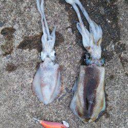 あまりの引きに無名の餌木竿が…