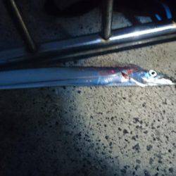 太刀魚釣り　淡路は空いてます