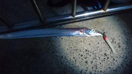 太刀魚釣り　淡路は空いてます