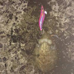 グイグイ引くコウイカ