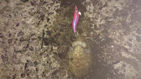 グイグイ引くコウイカ