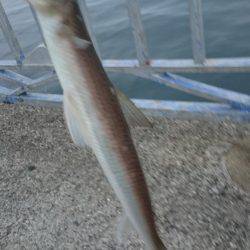 キャタリナのドラグを出したのは…。