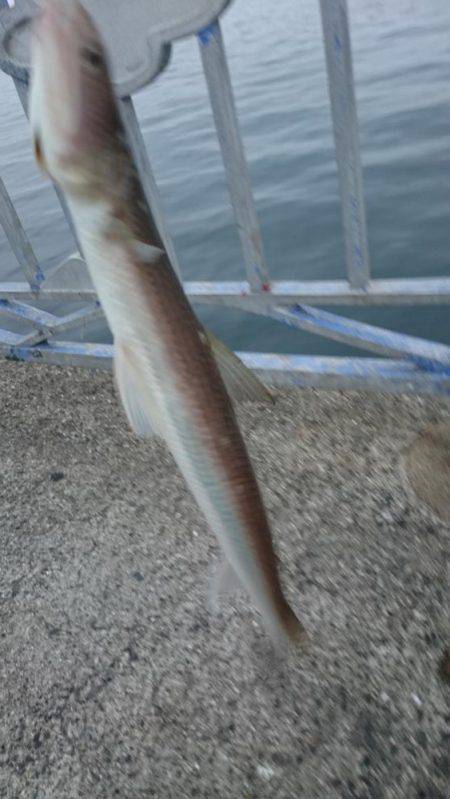 キャタリナのドラグを出したのは…。