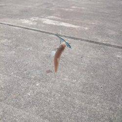 サゴシ激渋(>_<)