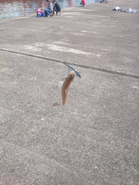 サゴシ激渋(>_<)