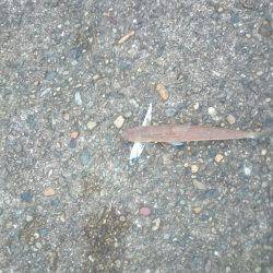 サゴシ激渋(>_<)