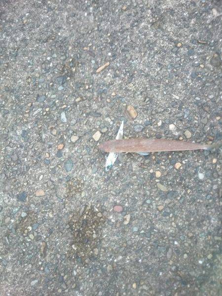 サゴシ激渋(>_<)