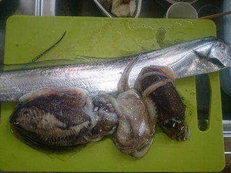 ポロポロと釣れる