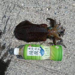 朝まずめ狙いでアオリイカ